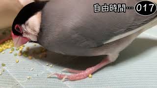 文鳥飼育日記シーズン2第694回目