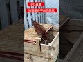 不用帮忙 鸡玛丽自己找到家 母雞 美国乡村 chicken