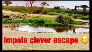 Impala Clever Escape|#Impala| #Escape#animal #impala