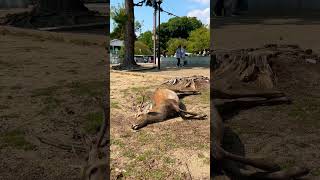 鹿さん確保される角切られる鹿さん 茶 良 奈良公園 Nara park deer 🦌 in japan