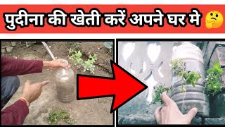 घर पर पुदीना की खेती कैसे करें |Pudina Ki Kheti |Mint Farming |By Krishi Gyan Shubham