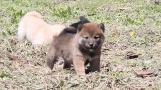 lD:1919　柴犬　赤柴　メス　子犬　生後33日目　shiba　inu