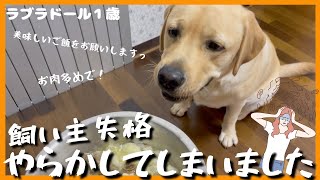 【ラブラドールレトリーバー】大型犬１歳　飼い主失格！やらかしてしまいました　フードはちゃんと計りましょう