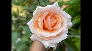 Marilyn Monroe || Fragrant HT Rose