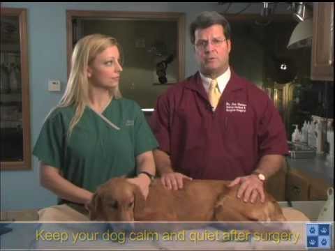How To Care For Your Pet After Surgery How To Care For Your Pet After Surgery