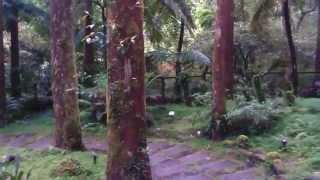 宜蘭福山植物園-蕨類植物區綠景 20140428