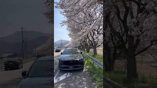 CX30 丹波篠山の桜探索　国道173号沿いの桜　2023/4/1 @Tatchan-CX30 #cherryblossom #automobile #travel