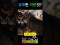 안 당해보면 모르지 ㅠㅠ 웃긴 동물 영상 🦴🐶🐈 l funny animal video funny viralvideo dog cat