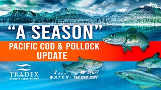 3MMI - Alaska “A” Season Cod \u0026 Pollock: Slower Landings, Complicated Market Dynamics