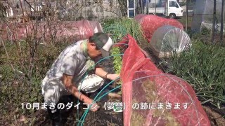 菜園だより160415苗追加植え