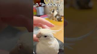 ダメ出しされた#オカメインコ #cockatiel