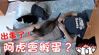 貓咪小短篇-出事了！阿虎會洗碗\u0026黑妞陪爸爸睡？