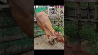 পা পিছলে পড়ে গেলো গরুটি #গরু #youtubeshorts #goru #cow #animals #shortvideo #viralshorts #bull