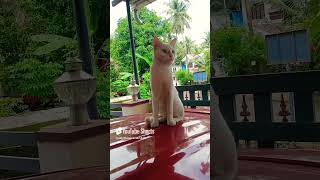 മാമാ ഒന്നിങ്ങോട്ടു വാ! #cat#catvideos#catlovers#comedy#funny#ytshorts #fundub