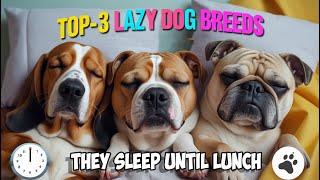 TOP-3 Laziest Dog Breeds (That Avoid Walks!)  🐕❤️