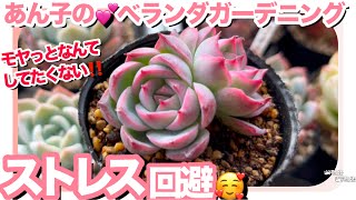 1/8🌳モヤモヤ多肉🌱ガーデニングで心がけている事🥰【多肉植物】【多肉】【冬の植え替え】