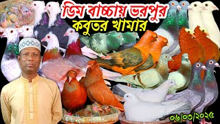 ডিম বাচ্চায় ভরপুর নতুন কবুতরের কালেকশন বাংলাদেশ কাঁপানো সেরা কবুতর কিনুন ফেন্সি রেসার গোল্লা কবুতর