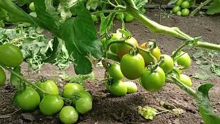 Beerashada Yaanyada:Qaybta 1(B) Tomatoes farming