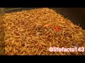 Mealworms eating green apple, peppers and lettuce - 10.000 worms! #timelapse #viral @lifefacts143