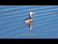 【散策と野鳥観察】相模大堰周辺　ノスリなど野鳥19種