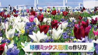 【公式】山下公園　球根ミックス花壇の作り方