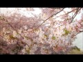 sakura sakura（a fantasy for piano）　幻想曲「さくら さくら」　sakura fantasia