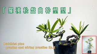 大改造！羅漢松盤曲幹製作！ Buddhist pine pruning and trunk shaping