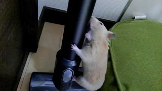 掃除機と戦う！！おもしろ可愛いハムスターcute funny hamster I fight against a cleaner