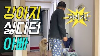 강아지 싫다는 부모님! 과연 대형견 리트리버를 본 리얼반응은??