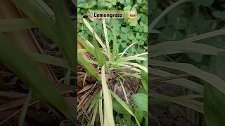 🌱with so many health benefits🥃#lemongrass #plants #garden #like #share #subscribe #video #shorts #op