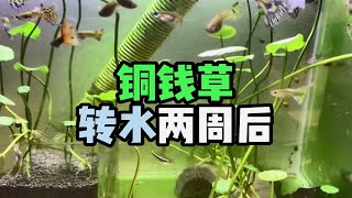 铜钱草转水两周后 | 鱼缸自己长出一种草，是莫斯么