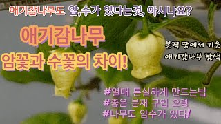 애기감나무(노아시) 암꽃과 숫꽃 구별하는법/분재 암나무와 숫나무