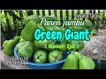 Panen jambu Green Giant ( Bhuto Ijo) buahnya jumbo manis dan segar.