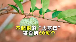 释迦果种植：中国本土种植，让番荔枝价格锐减！