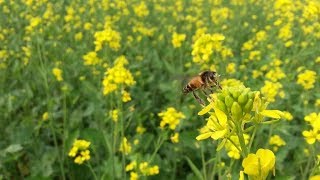 হলুদ ফুলে ভরে গেছে মাঠের পর মাঠ | সরিষা আবাদে স্বপ্ন দেখছে কৃষকেরা | Mustard Cultivation in BD