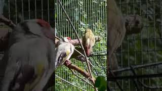 Finches and Softbills Enjoying the Sun | Aviary Birds | Bird Sounds