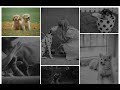 How to make Fluid Responsive Image Gallery by using CSS [CSS Flex]