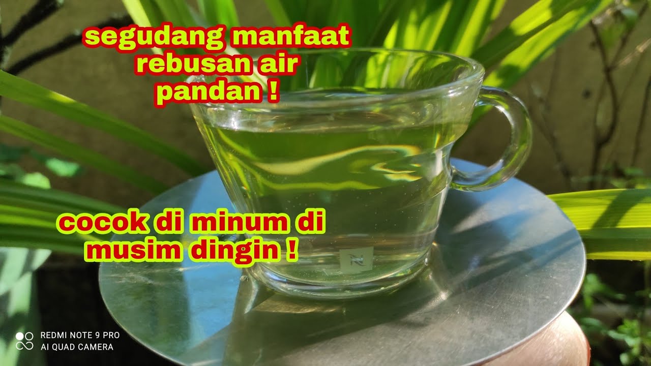 SEGUDANG MANFAAT REBUSAN AIR PANDAN ,yuk Minum Rebusan Air Pandan Tiap ...