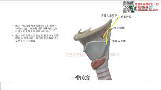 徐高磊神经反射疗法22 第二十二讲 迷走神经上