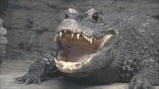 ワニの口の中 ＆ 歯 part1 （ニシアフリカコガタワニ） / 東山動物園