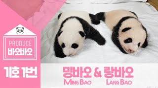 기호 1번 : 밍바오(Ming Bao) \u0026 랑바오(Lang Bao)│쌍둥이 판다 이름 최종 후보🐼