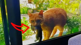 狩ったリスを家に持ち帰った猫、リスの行動にショックを受ける