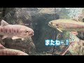 🐟わくわくふれあい体験！夏休み🌻暑い日も観察できる水辺にいる生き物たち🐟ゲンゴロウ タガメは絶滅危惧種？！神奈川県 相模川ふれあい科学館で会える魚や両生類、水生昆虫