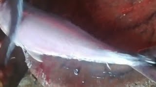 Live 4 Kg's Big KING FISH CUTTING  Fish Cutting tv