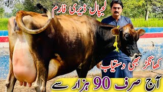 Lajpal Dairy Farm | Jersey Cows | Australian Cows For sale | Best breed ever | Jani Best