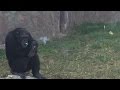 This chimp smokes a pack of cigarettes a day