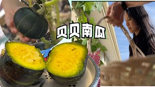 贝贝南瓜收获了 姐姐好开心 真的像板栗味道【Garden Time 田园生活分享】2023 7