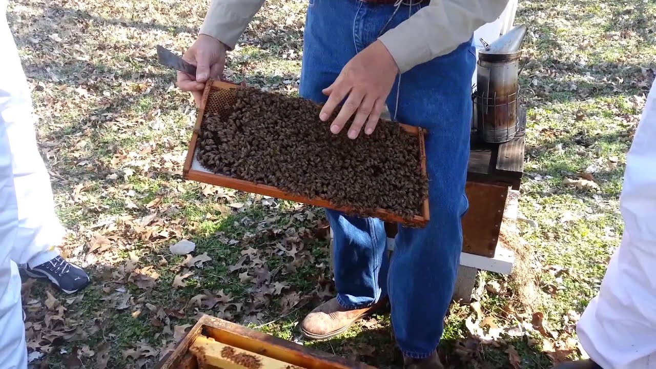 Beekeeping Basics Class Highlights Youtube