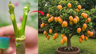 Master Mango Grafting: 5 Proven Techniques for Healthy Fruit Trees