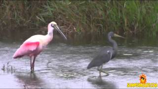 Roseate Spoonbill catches a crayfish with a Tricolored Heron | Sunnys Wildlife